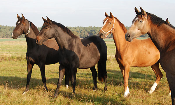 Trakehner Stuten Schwalbenmagie, Vitalia, Kavalou und Teatime - Trakehner Gestt Hmelschenburg - Foto: Ellen Hnoch