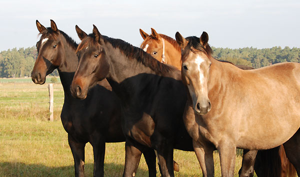 Schwalbenmrchen, vitalia und Teatime - Trakehner Gestt Hmelschenburg - Foto: Ellen Hnoch