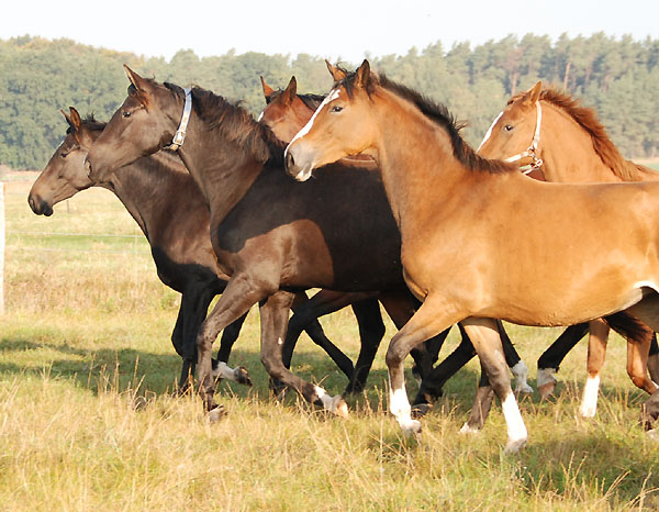 vorn Schwalbenherzchen v. Freudenfest, dahinter Schwalbenmagie v. Exclusiv - Trakehner Gestt Hmelschenburg - Foto: Ellen Hnoch