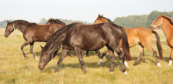 im Vordergrund: Vitalia v. Exclusiv u.d. Vicenza v. Showmaster - Trakehner Gestt Hmelschenburg - Foto: Ellen Hnoch