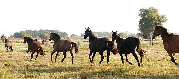 Zweijhrige Trakehner Nachwuschsstuten - Trakehner Gestt Hmelschenburg - Foto: Ellen Hnoch