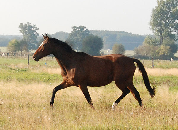 Kalahari v. Exclusiv - Trakehner Gestt Hmelschenburg - Foto: Ellen Hnoch