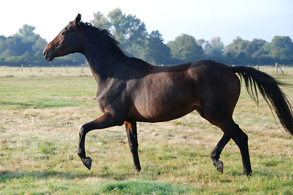 Dreijhrige Stute von Summertime u.d. Kadina v. Kostolany - Trakehner Gestt Hmelschenburg - Foto: Ellen Hnoch