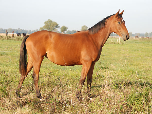 Oldenburger Jhrlingsstute Beresina v. Summertime u.d. Beloved v. Kostolany - Trakehner Gestt Hmelschenburg - Foto: Ellen Hnoch