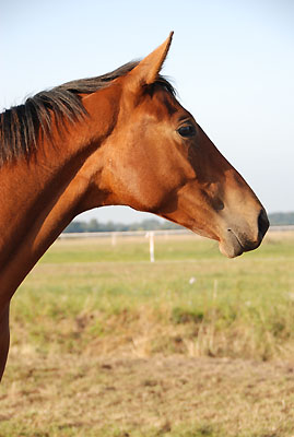 Beresina v. Summertime u.d. Beloved v. Kostolany - Trakehner Gestt Hmelschenburg - Foto: Ellen Hnoch