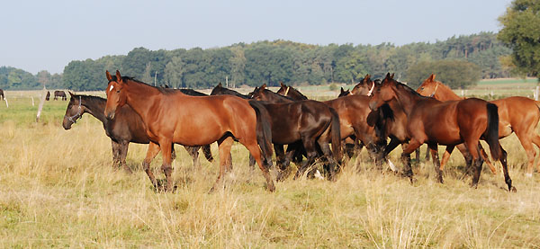 Jhrlingsstuten - vorn: Beresina v. Summertime x Kostolany - Trakehner Gestt Hmelschenburg - Foto: Ellen Hnoch