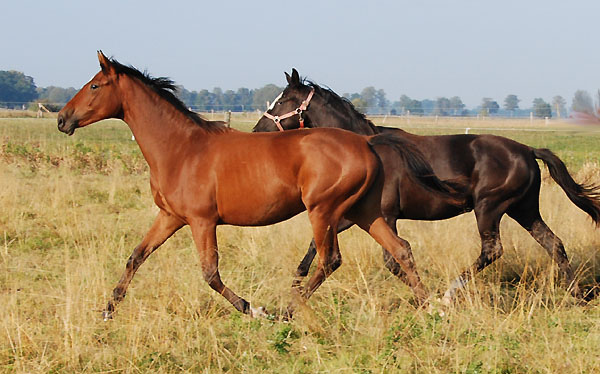 vorn: Beresina v. Summertime u.d. Beloved v. Kostolany - Trakehner Gestt Hmelschenburg - Foto: Ellen Hnoch