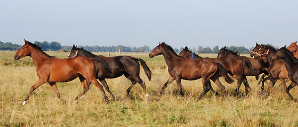 Trakehner Gestt Hmelschenburg - Foto: Ellen Hnoch