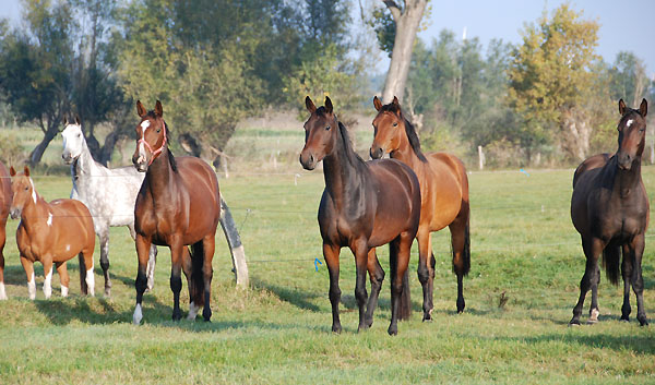 v.l.n.re: Trakehner Stuten Karalina, Stute v. Summertime x Kostolany, re. Schwalbenpower und Frst Altert - Trakehner Gestt Hmelschenburg - Foto: Ellen Hnoch