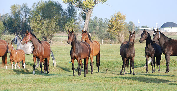 Zwei- u. Dreijhrige Nachwuchspferde in Schplitz - Trakehner Gestt Hmelschenburg - Foto: Ellen Hnoch