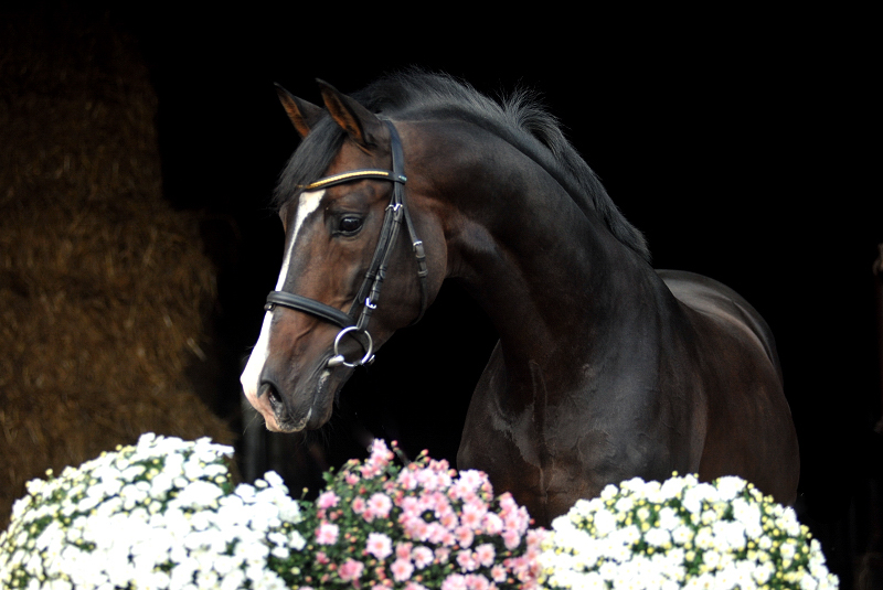 Prämienhengst SHAVALOU v. Freudenfest u.d. Elitestute Schwalbenspiel v. Exclusiv - 26. September 2015 - Foto: Beate Langels - Trakehner Gest t H melschenburg
