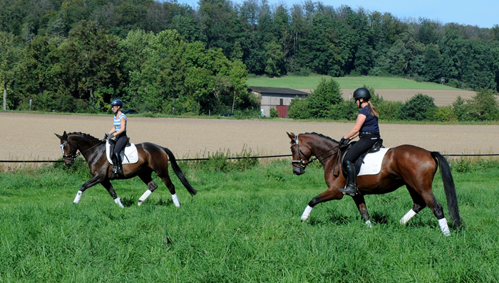 Tavolino und Scavi - Trakehner Wallach von Imperio u.d. Schwalbensage v. Grand Corazn
 - Trakehner Gestt Hmelschenburg - Beate Langels