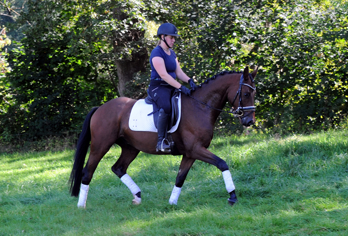 Scavi - Trakehner Wallach von Imperio u.d. Schwalbensage v. Grand Corazn
 - Trakehner Gestt Hmelschenburg - Beate Langels