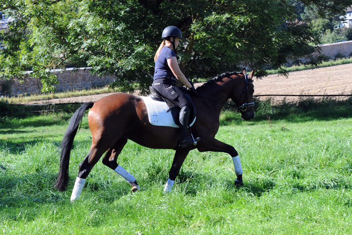 Scavi - Trakehner Wallach von Imperio u.d. Schwalbensage v. Grand Corazn
 - Trakehner Gestt Hmelschenburg - Beate Langels