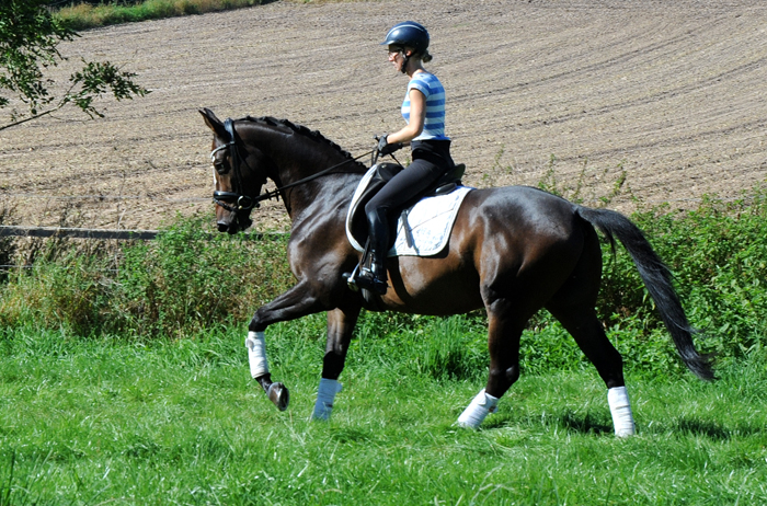 Tavolino - 4jhriger Trakehner Wallach von High Motion u.d. Pr.u.StPrSt. Tavolara v. Exclusiv - Foto Beate Langels - Gestt Hmelschenburg