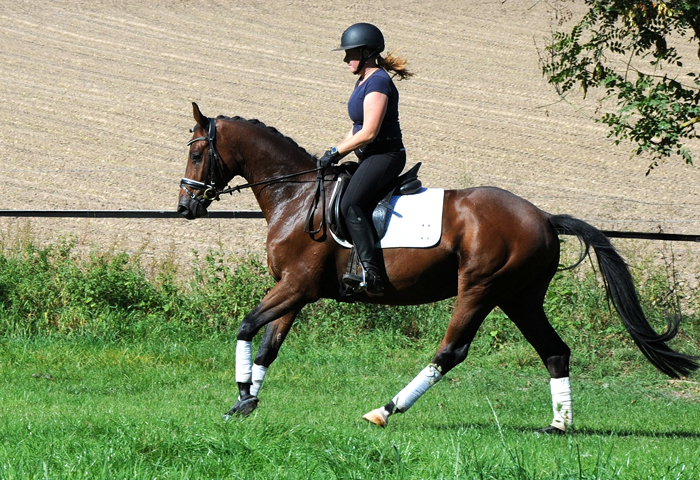 Scavi - Trakehner Wallach von Imperio u.d. Schwalbensage v. Grand Corazn
 - Trakehner Gestt Hmelschenburg - Beate Langels