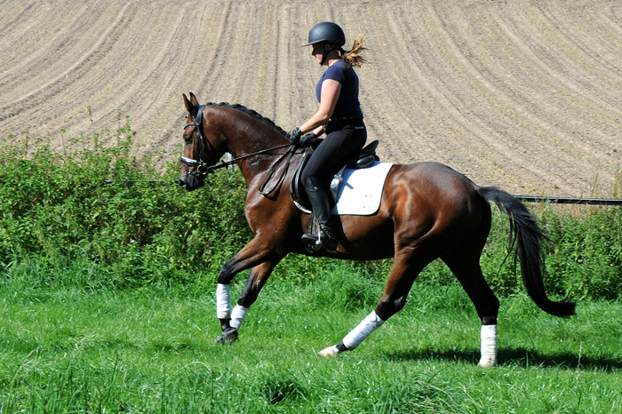 Scavi - Trakehner Wallach von Imperio u.d. Schwalbensage v. Grand Corazn
 - Trakehner Gestt Hmelschenburg - Beate Langels