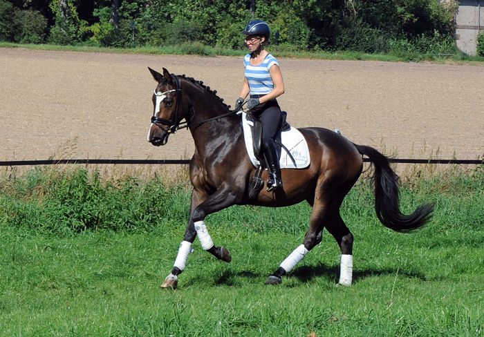 Tavolino - 4jhriger Trakehner Wallach von High Motion u.d. Pr.u.StPrSt. Tavolara v. Exclusiv - Foto Beate Langels - Gestt Hmelschenburg