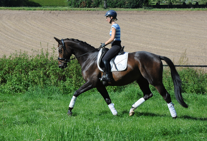 Tavolino - 4jhriger Trakehner Wallach von High Motion u.d. Pr.u.StPrSt. Tavolara v. Exclusiv - Foto Beate Langels - Gestt Hmelschenburg