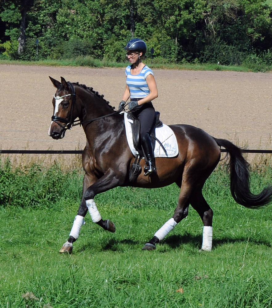 Tavolino - 4jhriger Trakehner Wallach von High Motion u.d. Pr.u.StPrSt. Tavolara v. Exclusiv - Foto Beate Langels - Gestt Hmelschenburg