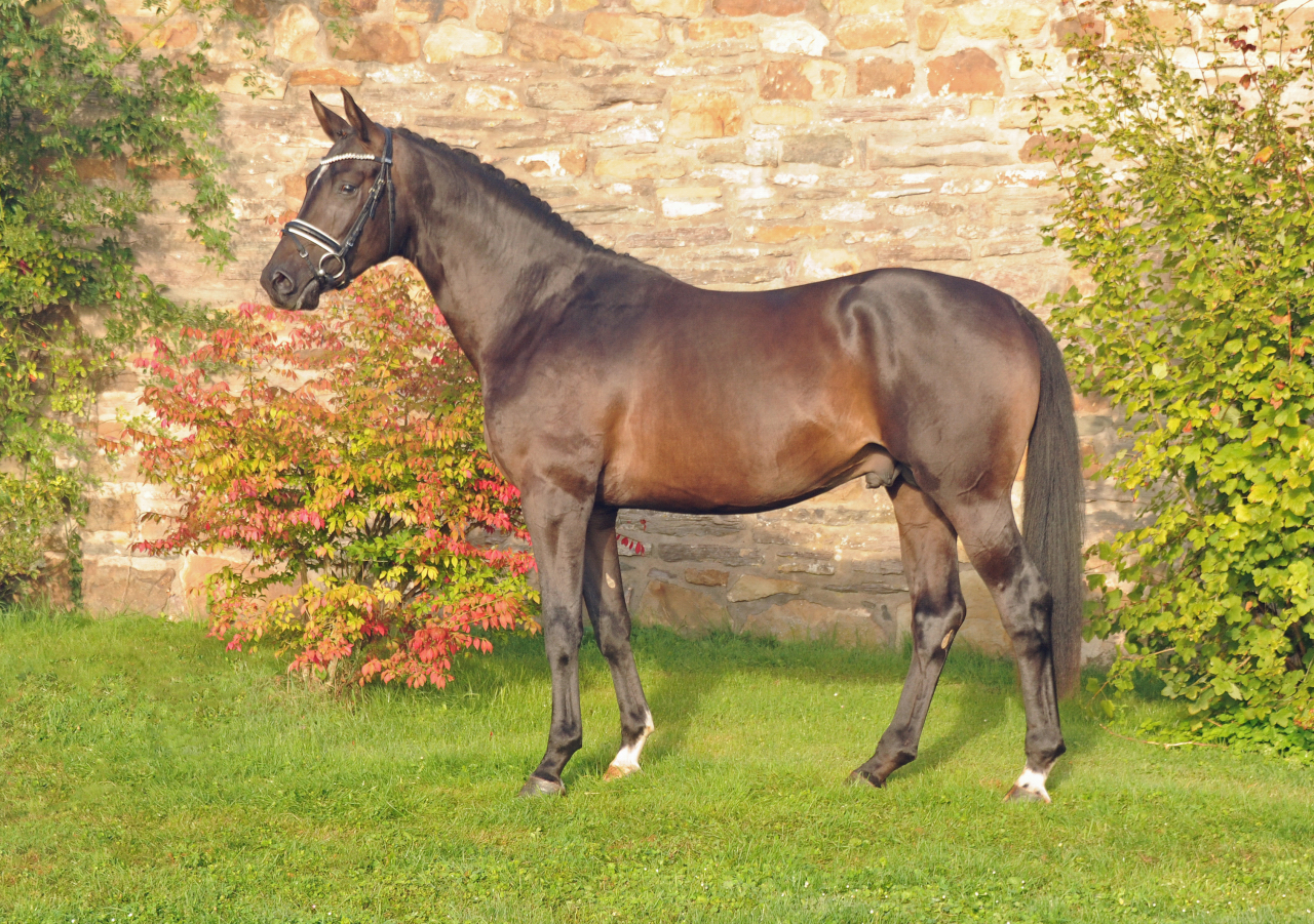 Hengst von Saint Cyr x Touch my Heart - Foto: Beate Langels - 
Trakehner Gestt Hmelschenburg