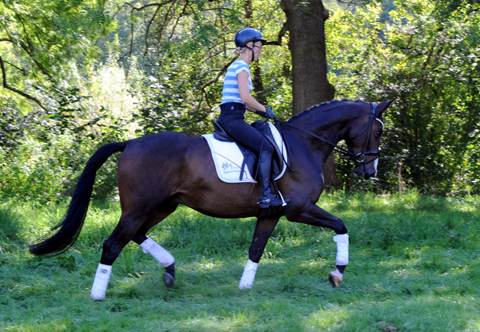 Tavolino - 4jhriger Trakehner Wallach von High Motion u.d. Pr.u.StPrSt. Tavolara v. Exclusiv - Foto Beate Langels - Gestt Hmelschenburg