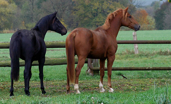 Springtime und Rivergold - Trakehner Gestt Hmelschenburg - Foto: Beate Langels