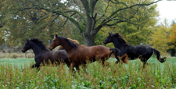 Fridolyn v. Freudenfest, Goliath v. Shavalou und hinten Springtime v. Summertime - Trakehner Gestt Hmelschenburg - Foto: Beate Langels