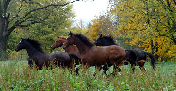 Fridolyn v. Freudenfest, Rivergold v. Freudenfest, Goliath v. Shavalou und hinten Springtime v. Summertime - Trakehner Gestt Hmelschenburg - Foto: Beate Langels