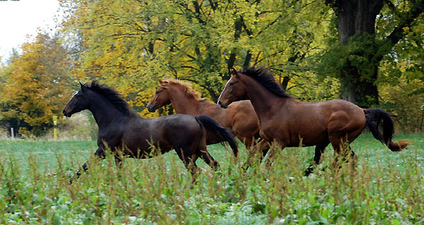 Fridolyn v. Freudenfest, Rivergold v. Freudenfest u. Goliath v. Shavalou  - Trakehner Gestt Hmelschenburg - Foto: Beate Langels