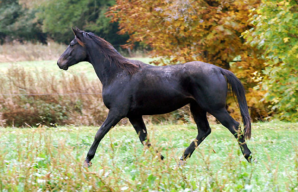 Springtime v. Summertime u.d. Sankt Helena v. Alter Fritz - Trakehner Gestt Hmelschenburg - Foto: Beate Langels