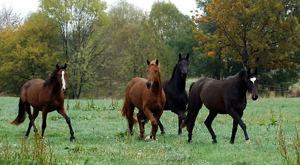 Goliath von Shavalou u.d. Guendalina v. Red Patrick xx