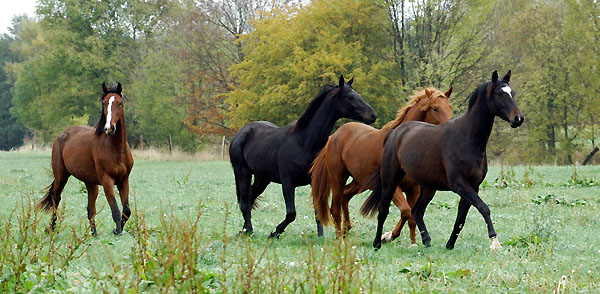 Zweijhrige Wallache: vorn Fridolyn v. Freudenfest x Kostolany - Trakehner Gestt Hmelschenburg - Foto: Beate Langels