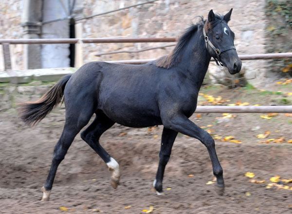 26.10.2012: Trakehner Rapphengst von Saint Cyr u.d. Rubina v. Tycoon - Foto: Beate Langels - Trakehner Gestt Hmelschenburg