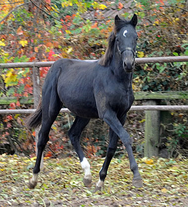 26.10.2012: Trakehner Rapphengst von Saint Cyr u.d. Rubina v. Tycoon - Foto: Beate Langels - Trakehner Gestt Hmelschenburg