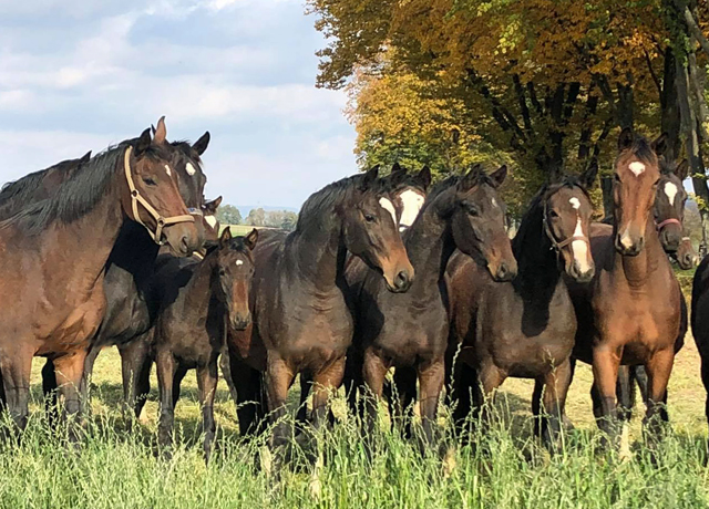 Auf der Feldweide - 26. Oktober 2021 in Hmelschenburg  - Foto: Beate Langels - Trakehner Gestt Hmelschenburg