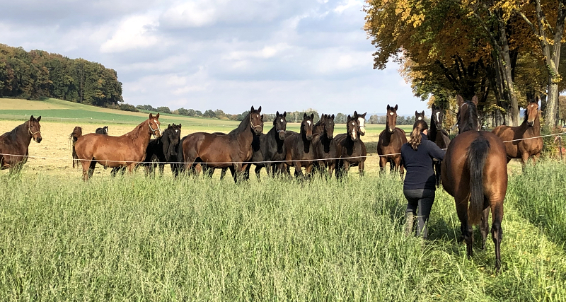 Auf der Feldweide - 26. Oktober 2021 in Hmelschenburg  - Foto: Beate Langels - Trakehner Gestt Hmelschenburg