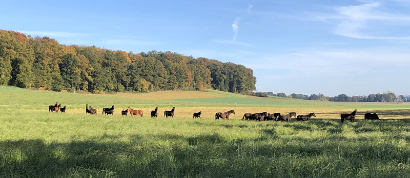 Auf der Feldweide - 26. Oktober 2021 in Hmelschenburg  - Foto: Beate Langels - Trakehner Gestt Hmelschenburg