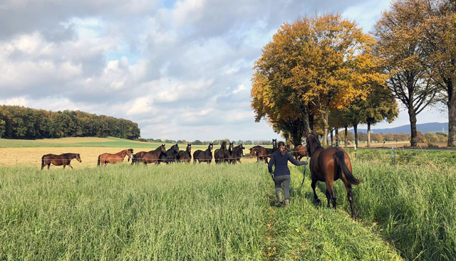 Auf der Feldweide - 26. Oktober 2021 in Hmelschenburg  - Foto: Beate Langels - Trakehner Gestt Hmelschenburg