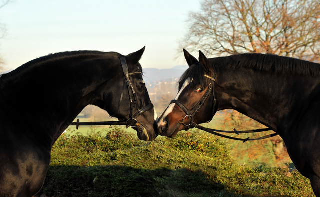 Unsere Beschler ALTER FRITZ und SAINT CYR - Ende November 2013, Foto: Beate Langels, Trakehner Gestt Hmelschenburg - Beate Langels