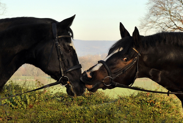Unsere Beschler ALTER FRITZ und SAINT CYR - Ende November 2013, Foto: Beate Langels, Trakehner Gestt Hmelschenburg - Beate Langels