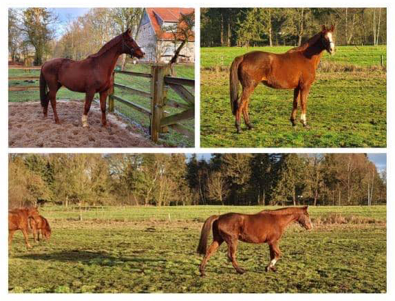 Abschied von Klassic am 1. Weihnachtsfeiertag 2019 - Trakehner Gestt Hmelschenburg - Beate Langels