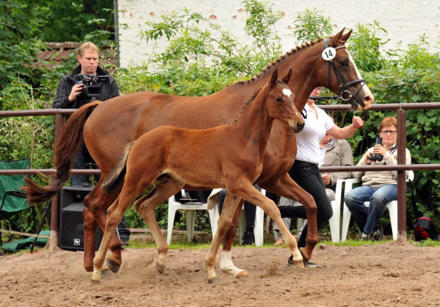 Hengstfohlen von Oliver Twist u.d. Klassic v. Freudenfest im Gestt Hmelschenburg - Foto: Beate Langels