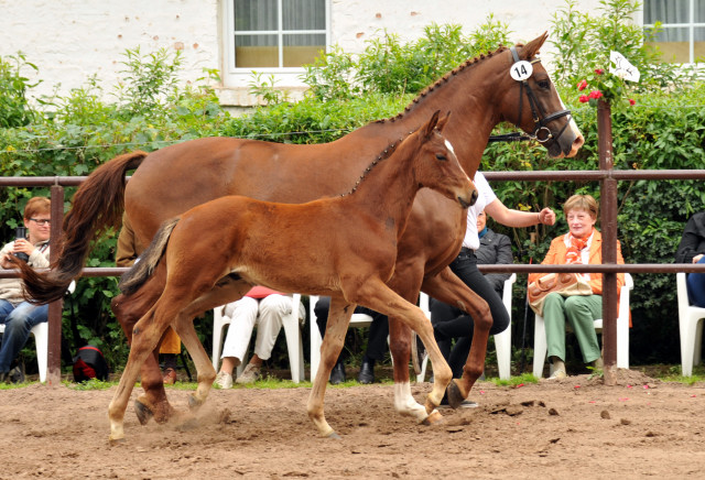 Hengstfohlen von Oliver Twist u.d. Klassic v. Freudenfest im Gestt Hmelschenburg - Foto: Beate Langels