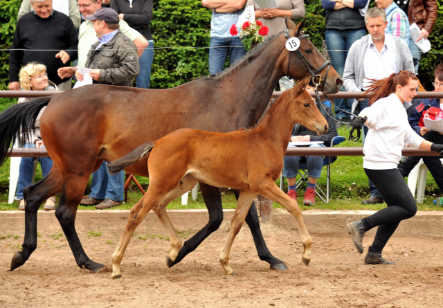 Stutfohlen von Oliver Twist u.d. Rondebina v. Summertime u.d. Rondevous v. Kostolany u.d. Rubina v. Tycoon - Foto: Beate Langels