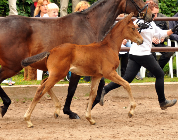 Stutfohlen von Oliver Twist u.d. Rondebina v. Summertime u.d. Rondevous v. Kostolany u.d. Rubina v. Tycoon - Foto: Beate Langels