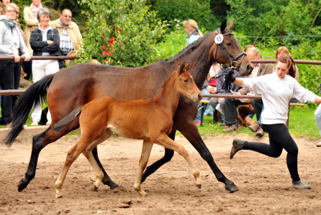 Stutfohlen von Oliver Twist u.d. Rondebina v. Summertime u.d. Rondevous v. Kostolany u.d. Rubina v. Tycoon - Foto: Beate Langels