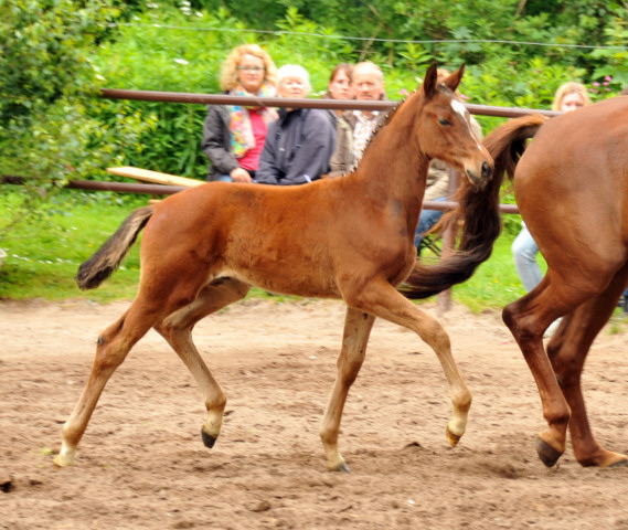 Hengstfohlen von Oliver Twist u.d. Klassic v. Freudenfest im Gestt Hmelschenburg - Foto: Beate Langels