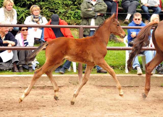 Hengstfohlen von Oliver Twist u.d. Klassic v. Freudenfest im Gestt Hmelschenburg - Foto: Beate Langels