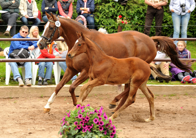 Hengstfohlen von Oliver Twist u.d. Klassic v. Freudenfest im Gestt Hmelschenburg - Foto: Beate Langels
